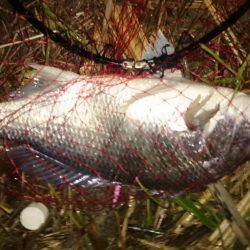 淀川キビレ爆釣！