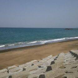 フラットフィッシュ好調