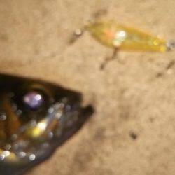 初投稿してみました!!