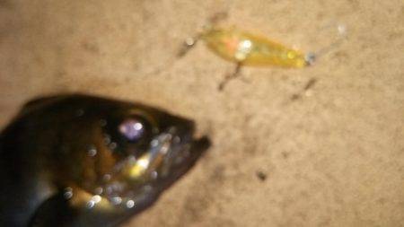 初投稿してみました!!