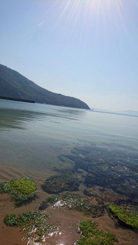 キス調査 日本海