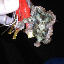 アジは？タコは？