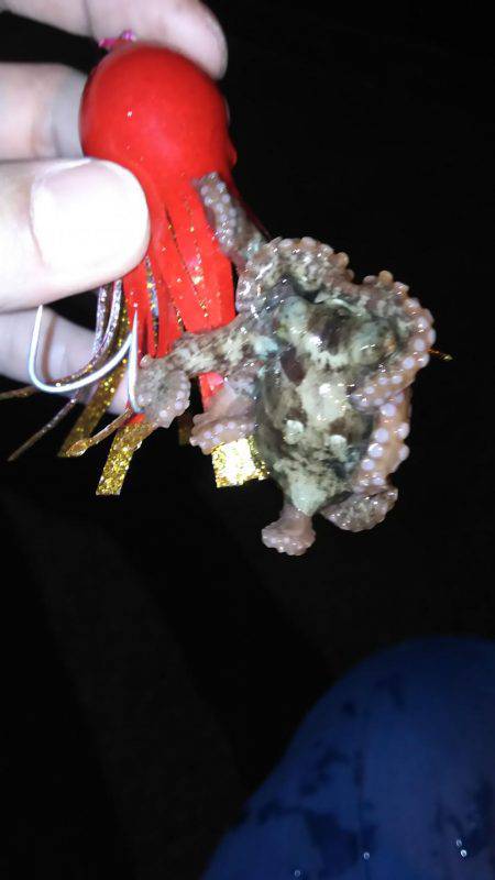 アジは？タコは？