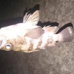 ぼちぼちメバリング