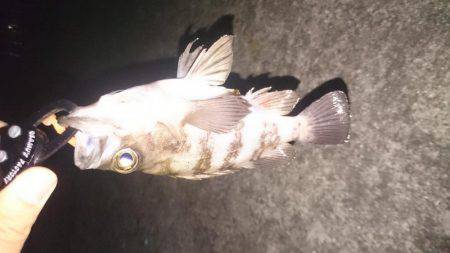 ぼちぼちメバリング