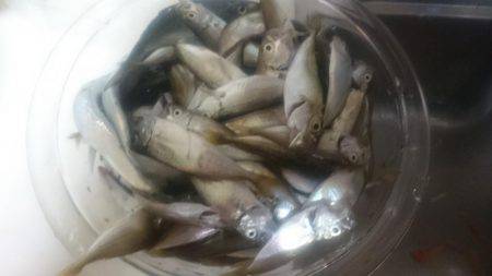 マメアジ釣り