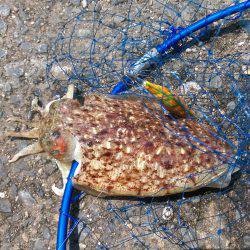 エギングでエソ