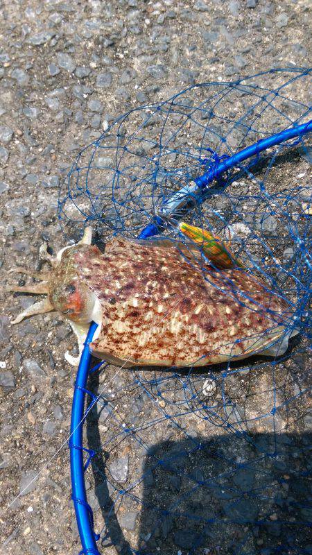 エギングでエソ