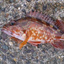 連休釣行釣行１