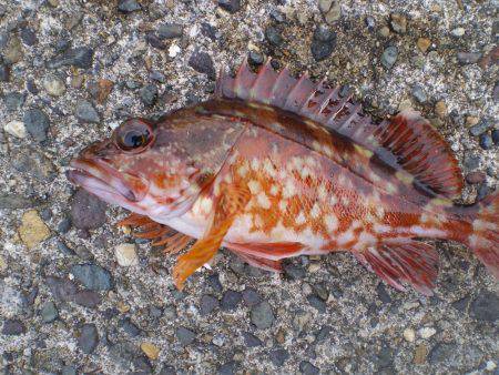 連休釣行釣行１