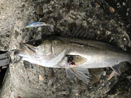 帰って来たあおのすけ