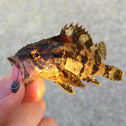 初夏アジング？