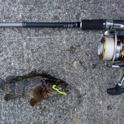 シーバス好調！！