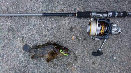 シーバス好調！！