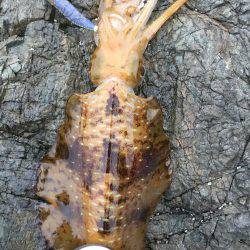 今年初ｱｵﾘｲｶ