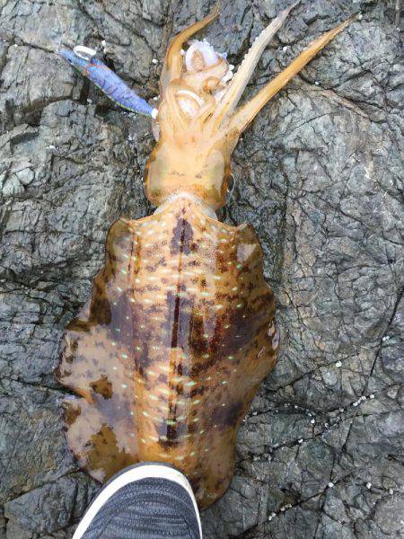 今年初ｱｵﾘｲｶ