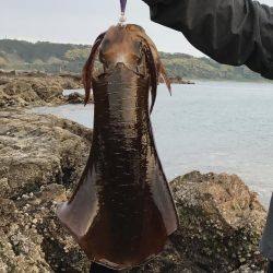 串本でエギング アオリイカ