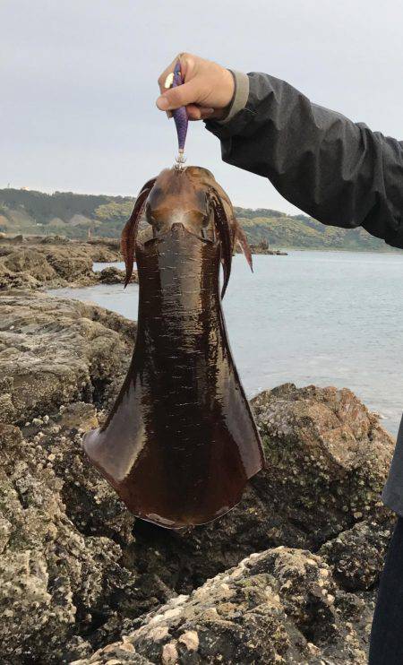 串本でエギング アオリイカ