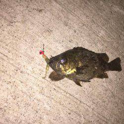 アナゴ釣りの後に・・・。