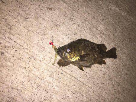 アナゴ釣りの後に・・・。