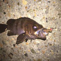 メバルが釣りたくて！