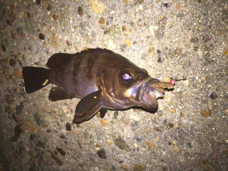 メバルが釣りたくて！