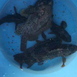 ガシラ釣り入門