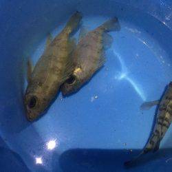 メバルが食べたくて！