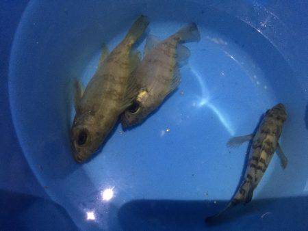 メバルが食べたくて！