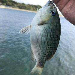 角島フカセ釣り撃沈。。。