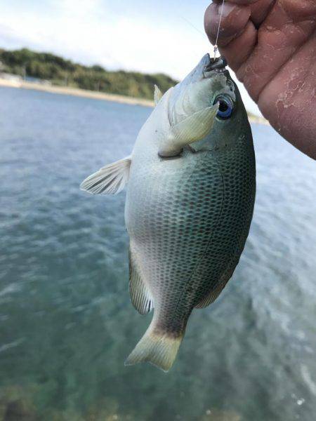 角島フカセ釣り撃沈。。。