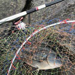 宿毛市沖ノ島 磯フカセ