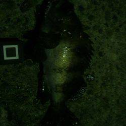 フィッシュホルダーハピソン