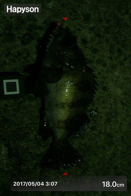 フィッシュホルダーハピソン