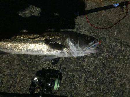 久々の鱸クラス