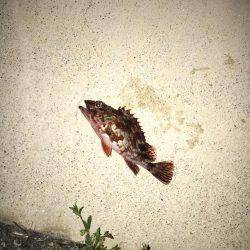 メバリングタックルでシーバス