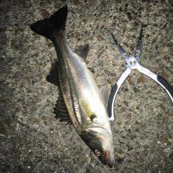 シーバスとボラ