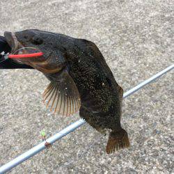 カレイにアブラメ