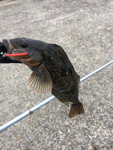 カレイにアブラメ