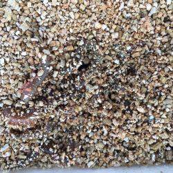 イイねー虫ヘッド