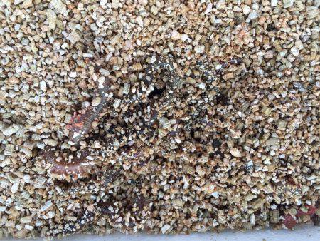 イイねー虫ヘッド