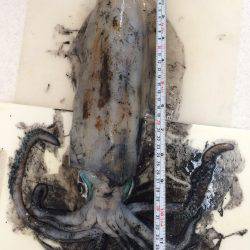 初春イカ。初キロアップ。