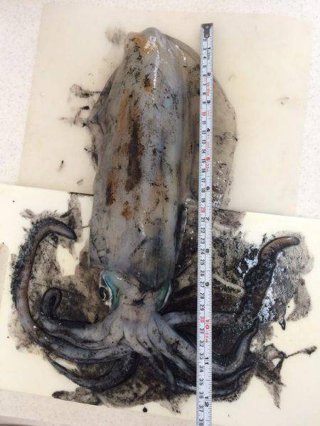 初春イカ。初キロアップ。