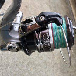 連日コウイカ狙いのはずが…