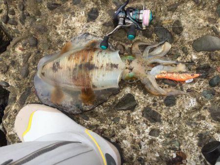 単身赴任釣行記