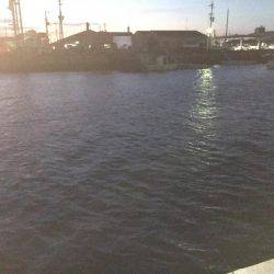 ライトワインドでガシラ