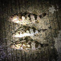 タケノコメバル連発