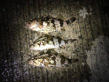 タケノコメバル連発