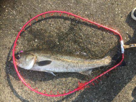 連日爆釣シーバス