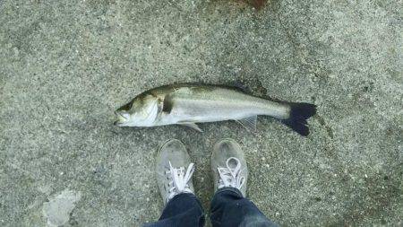 息子とシーバス